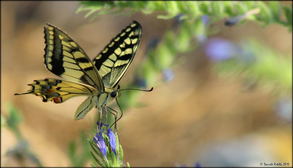 Papilio machaon di quale sesso? M.